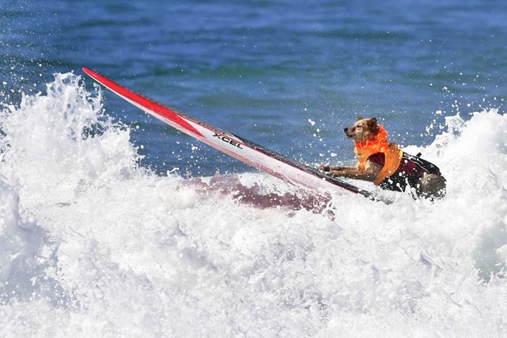 Hình ảnh những chú chó gây bão mạng với tài lướt sóng như “dân chơi”