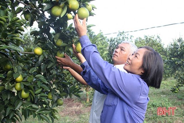 Can Lộc phấn đấu giá trị sản xuất nông nghiệp đạt 2.150 tỷ đồng