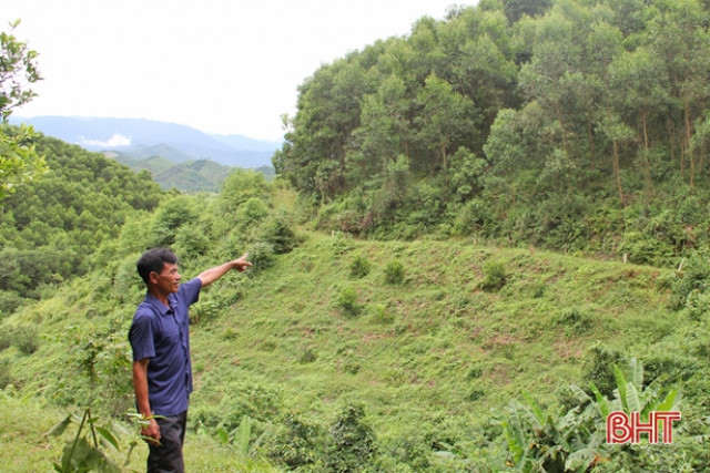 Diện tích rừng hư hại do bão số 10 ở Hà Tĩnh đã được khôi phục hoàn toàn