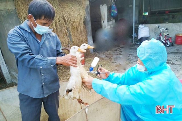 Chủ động ngăn cúm gia cầm xâm nhập và lây nhiễm sang người ở Hà Tĩnh