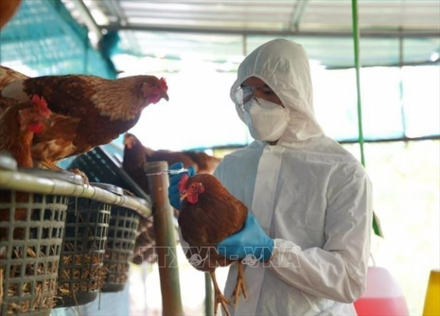 Bộ Y tế thông tin về ca tử vong do mắc cúm A(H5N1) tại Khánh Hòa
