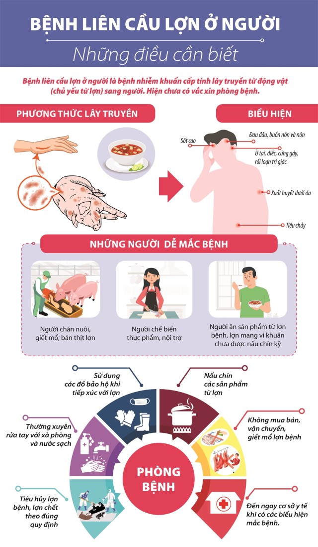 Chủ động phòng chống bệnh liên cầu lợn ở người